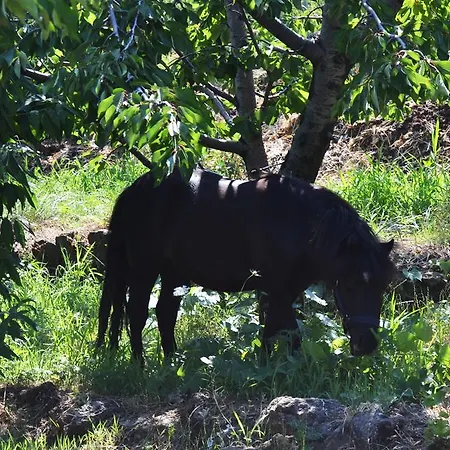 Dolcetna * SantʼAlfio